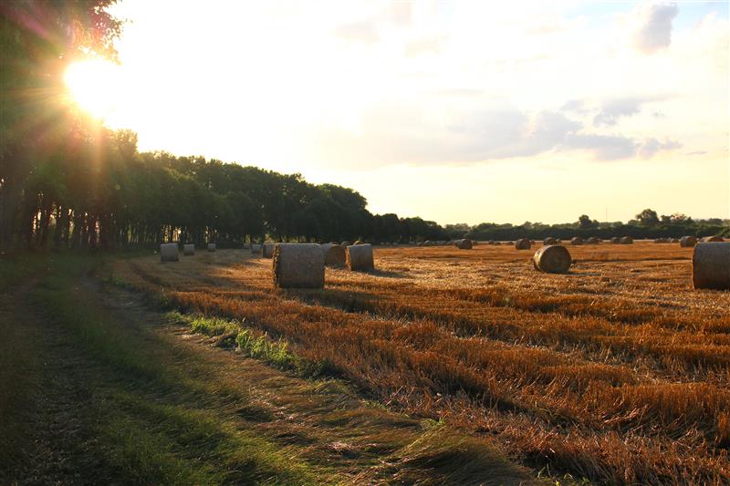 Haystacks on a mown field at sunset