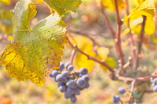Autumn in the vineyard