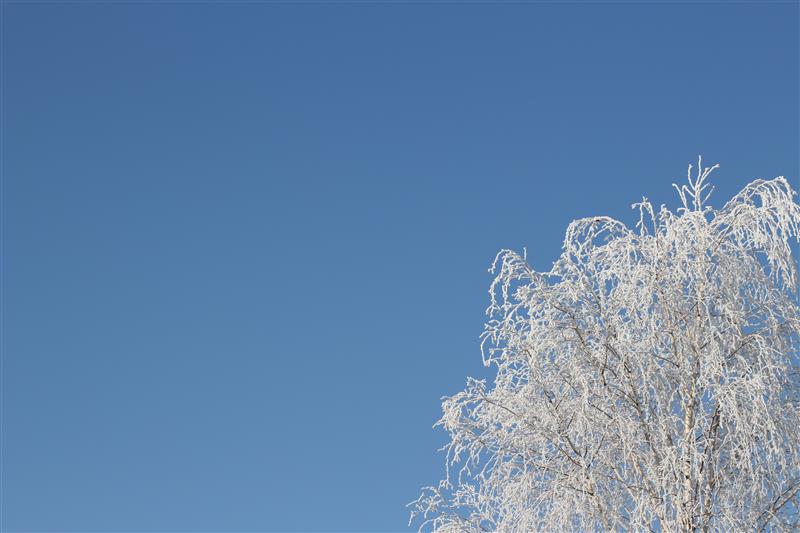 Blue sky and snowy tree