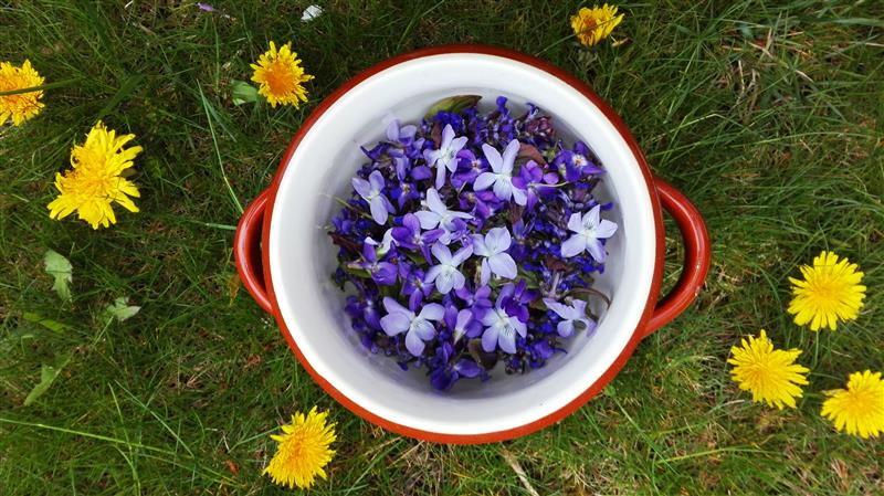 Picked violets in the red pot