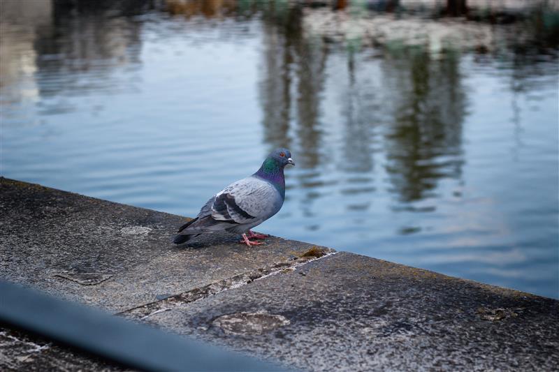 Pigeon on the riverbank
