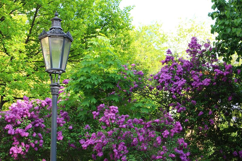 Street lamp before lilac bush