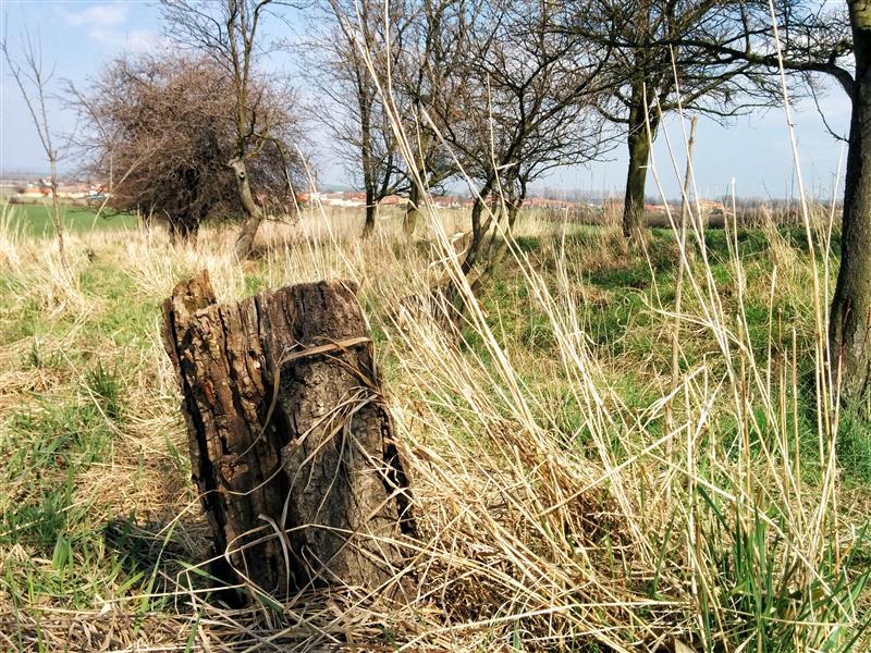 Stump with dry grass
