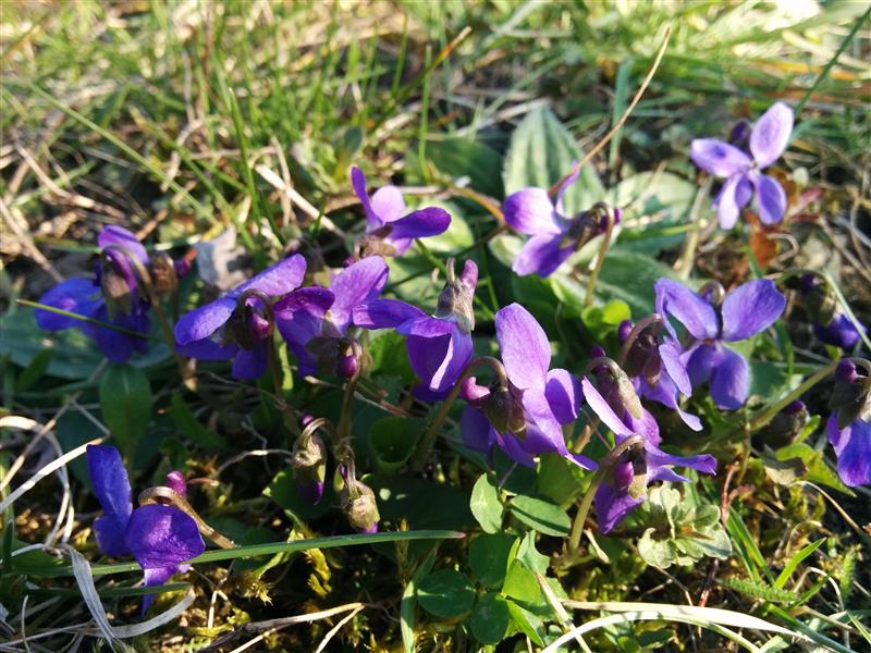 Violets in spring