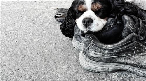 Dog sleeping on shoes