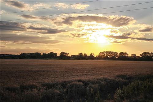 Grain field at sunset
