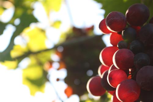 Red grapes in sunlight