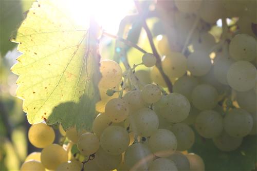 Sun shining through grapes